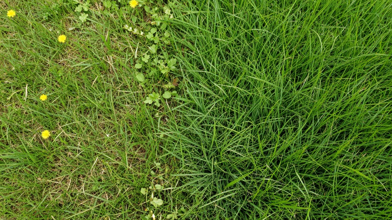 Сравнение редкого газона с сорняками и плотного защитного дерна